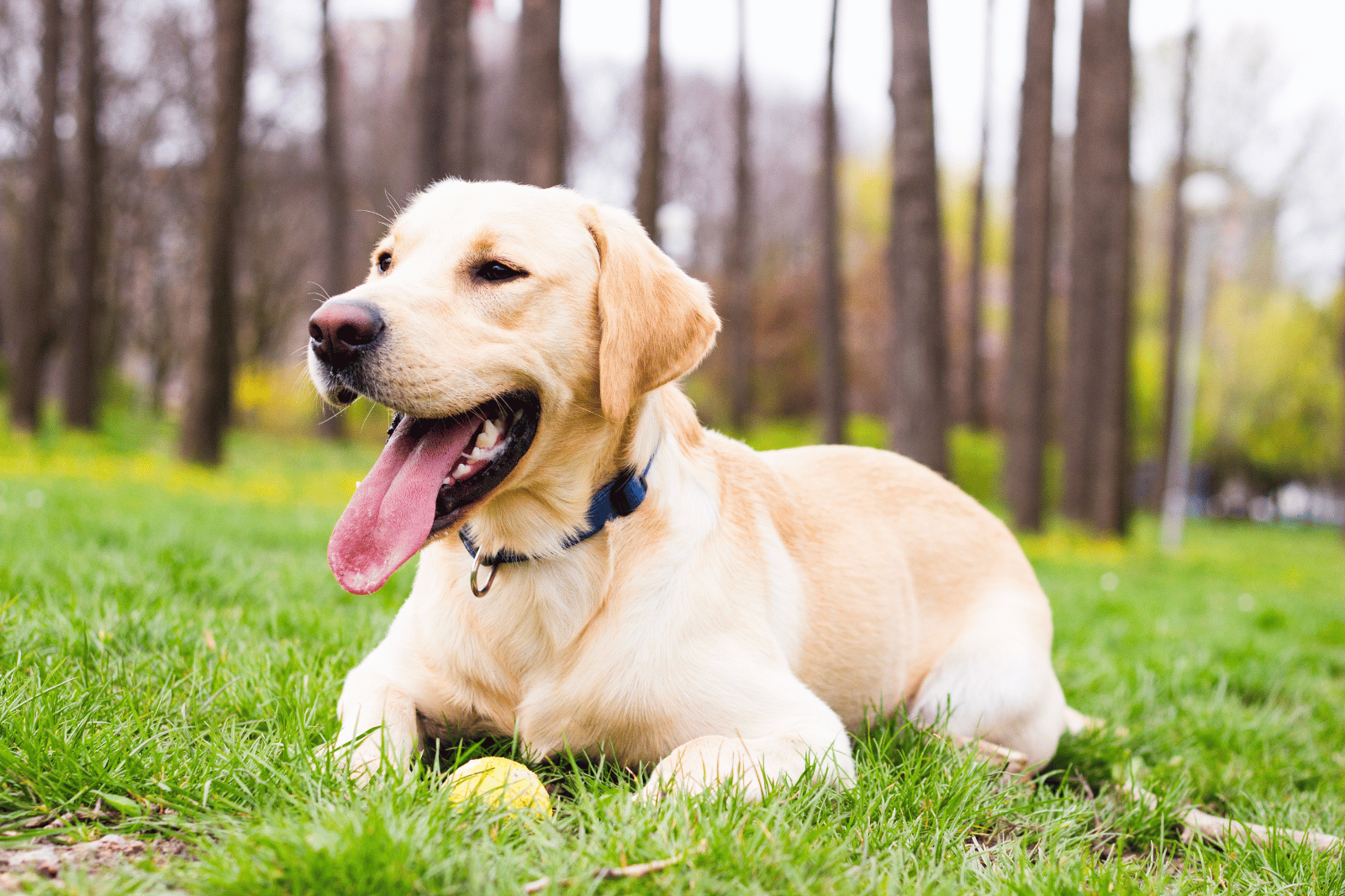 Chien heureux ToutouPunaise