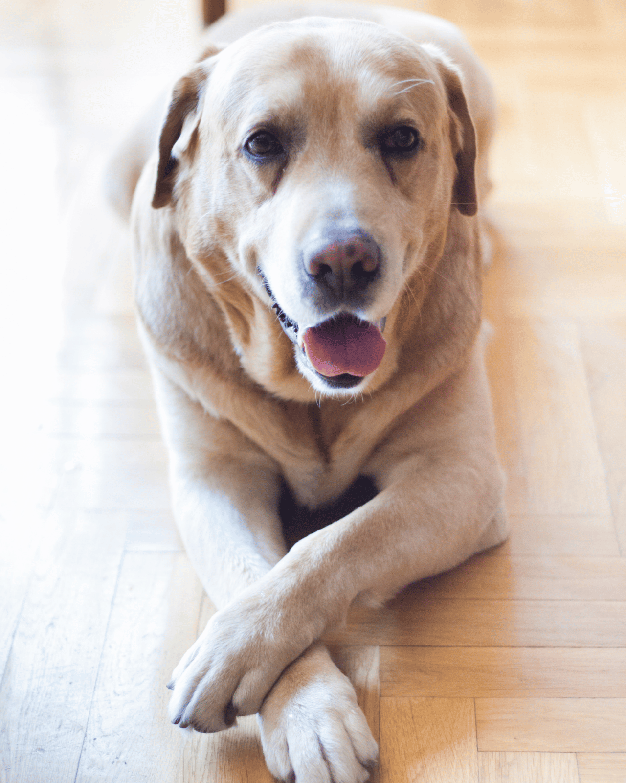 Max, chien renifleur certifié