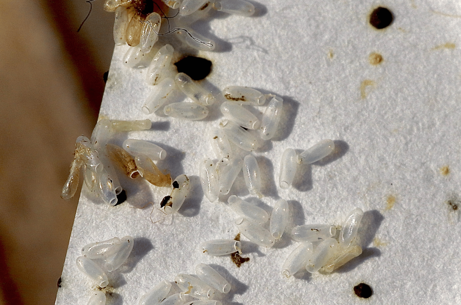 Punaises de lit sur matelas